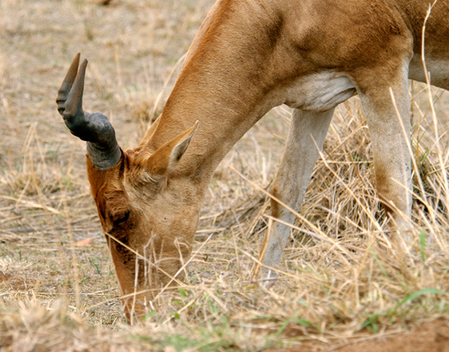 african antelope picture