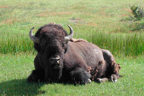 Buffalo Picture