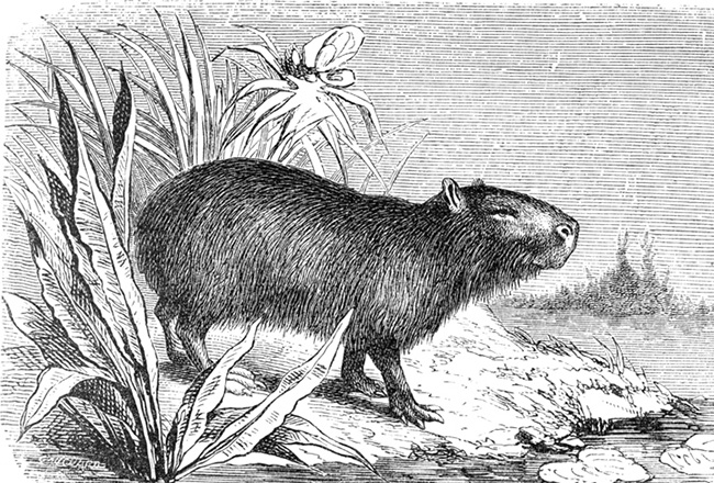 capybara-picture