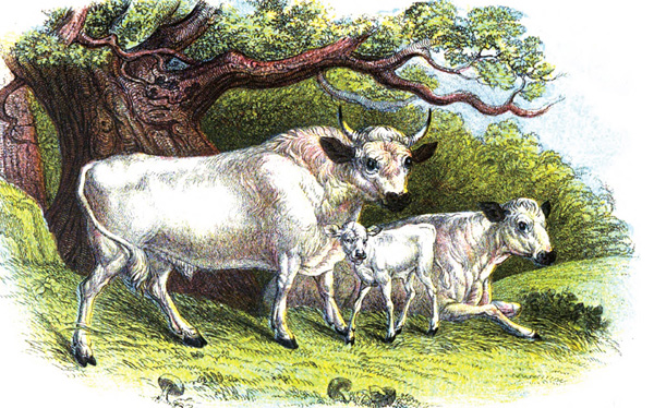 Cattle Illustration Picture