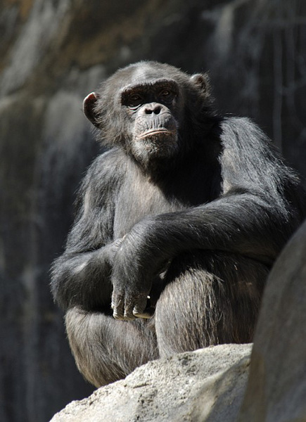 Chimpanzee Illustration Picture