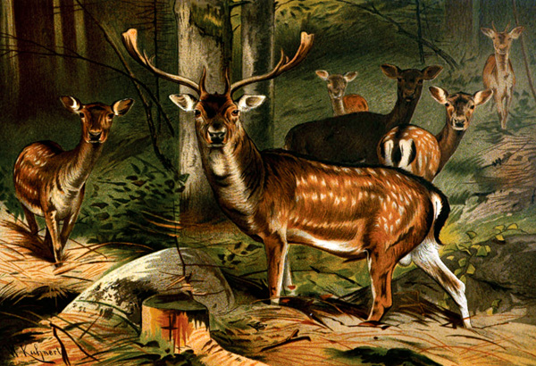 Deers Picture