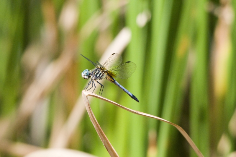 dragonfly Picture