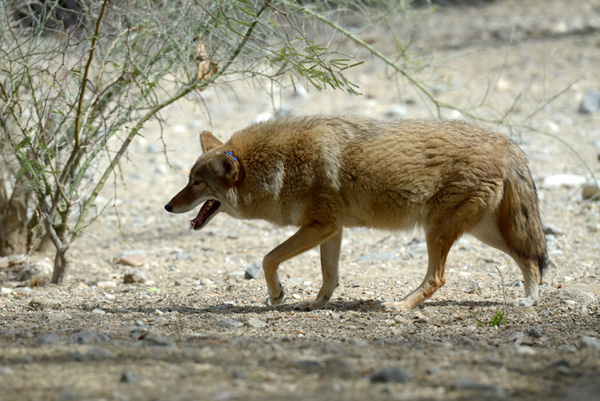 fox Picture