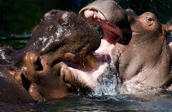 hippopotamus Picture