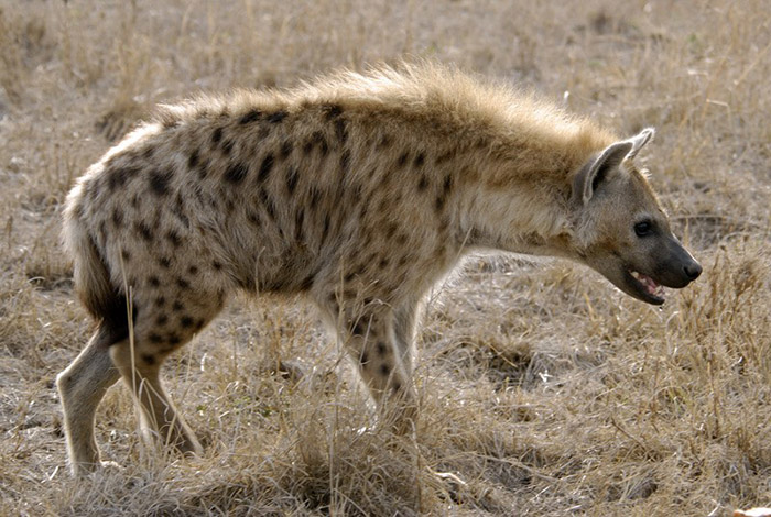 hyena-picture
