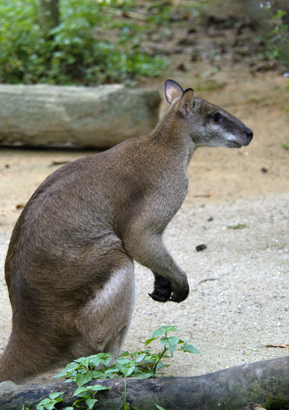 kangaroo-picture