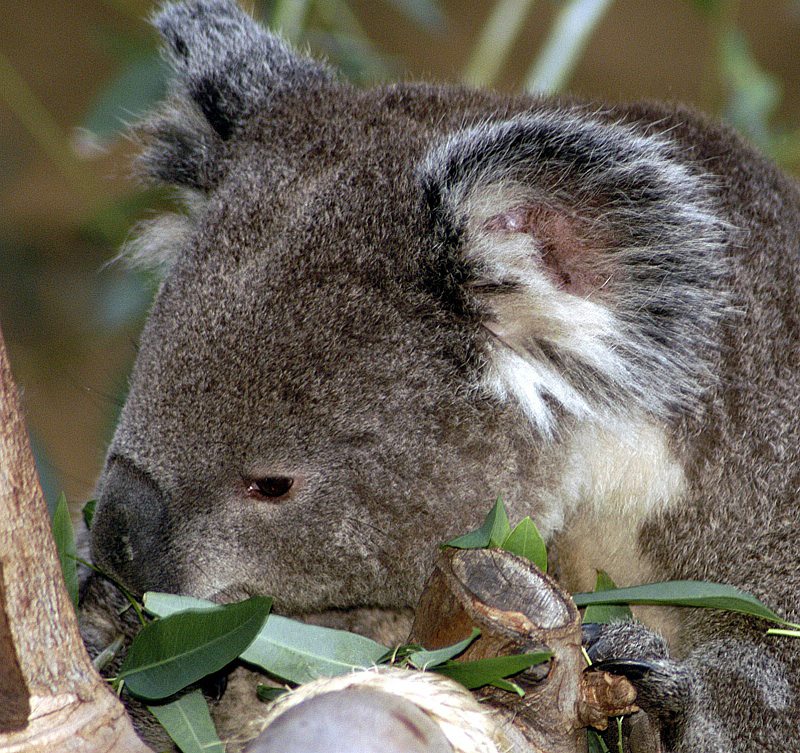 koala-picture