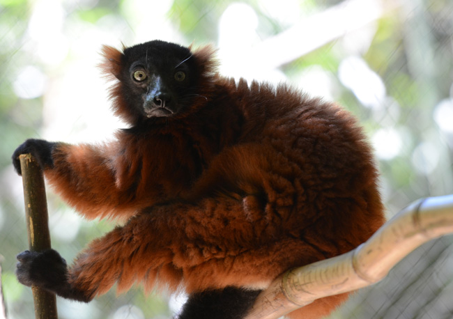 lemur-picture