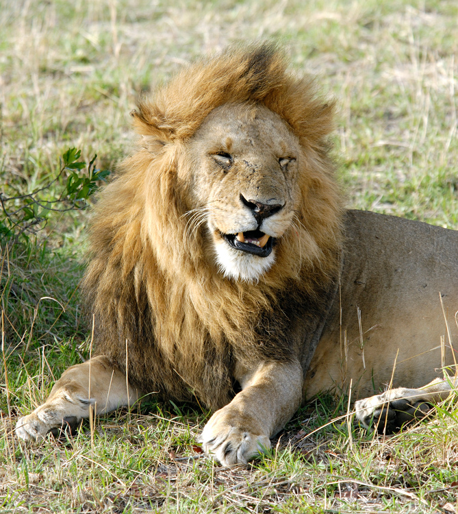 lion picture