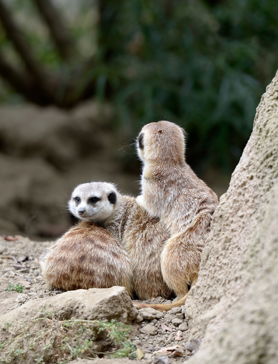 meerkats picture