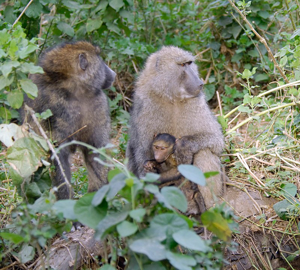 mother and baby baboon picture