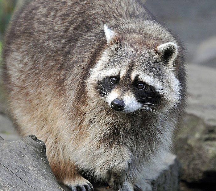 raccoon picture