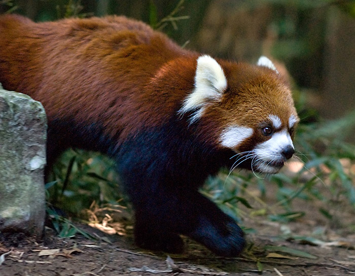 red panda picture