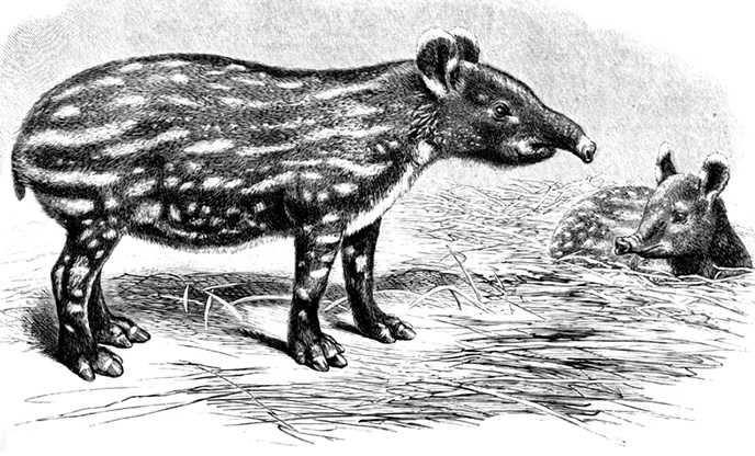 tapir picture