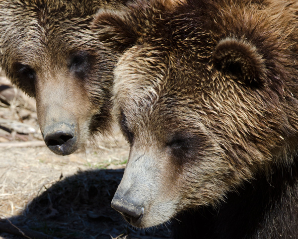 two grizzly bear picture