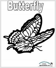 butterfly_3.jpg