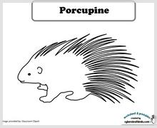 porcupine_color.jpg