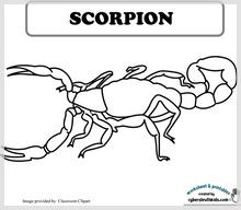 scorpion_41.jpg