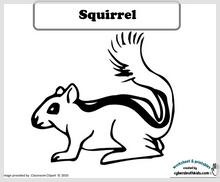 squirrel_color.jpg