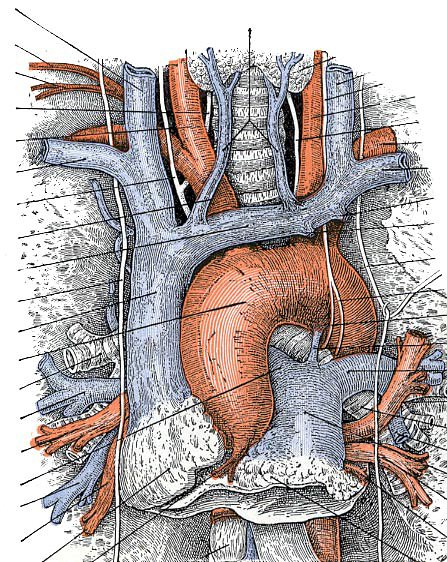 AP_287Aanatomy