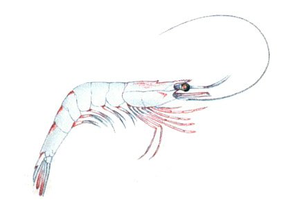 fish3178ACfish