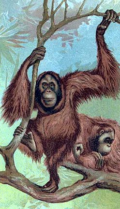 5AS_monkeymammals