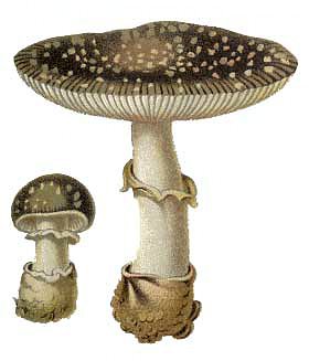 CAS_mushrooms001Amushrooms