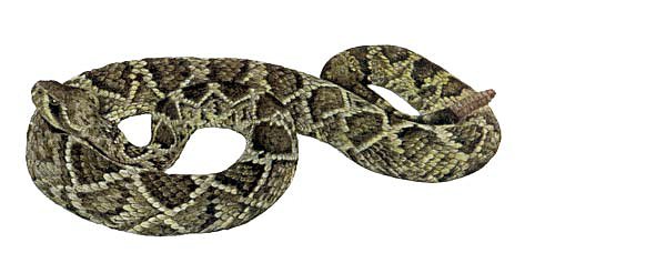 CDC_Drattlesnake2reptiles