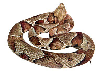 CDC_copperhead2reptiles