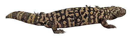 CDC_gilamonster3reptiles