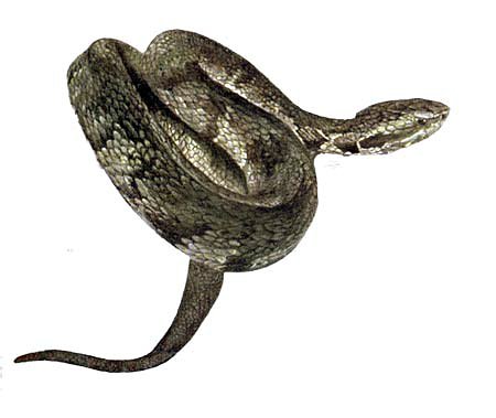 CDC_wataermoccasin2reptiles