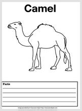 camel_facts.jpg