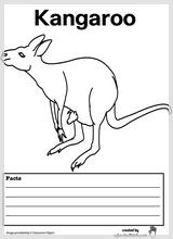kangaroo_facts_2.jpg