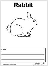 rabbit_facts.jpg