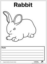 rabbit_facts_2.jpg