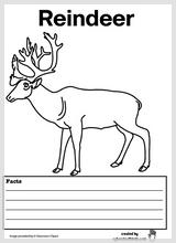 reindeer_facts.jpg